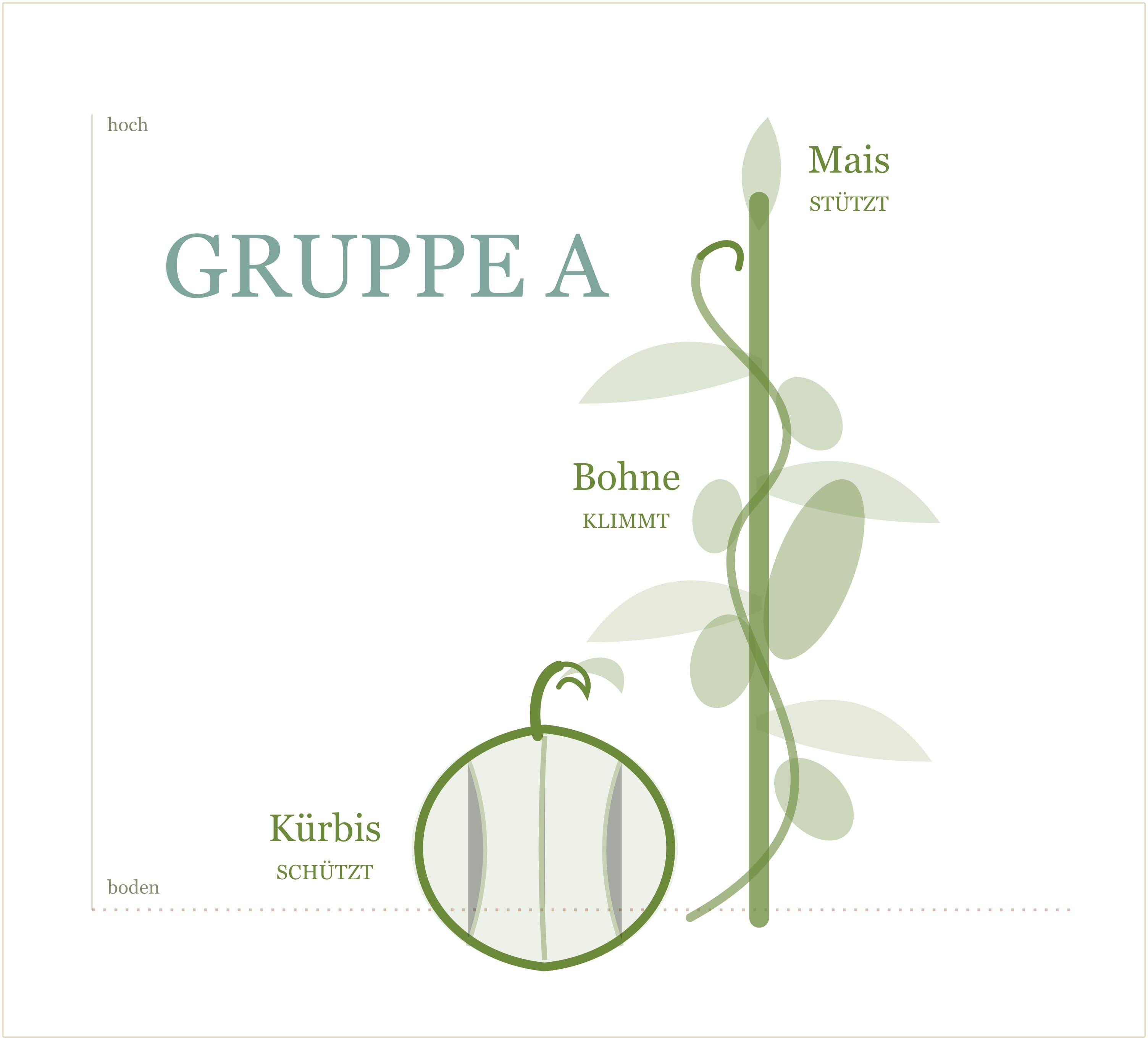 Three Sisters guild: beans and squash (Group A)